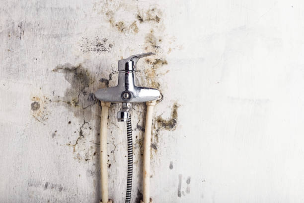 Best Mold Removal and Inspection  in Rion Center, MA