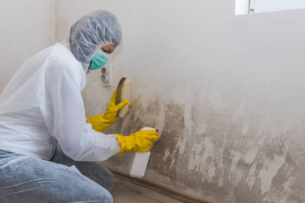 Best Mold Damage Repair  in Rion Center, MA