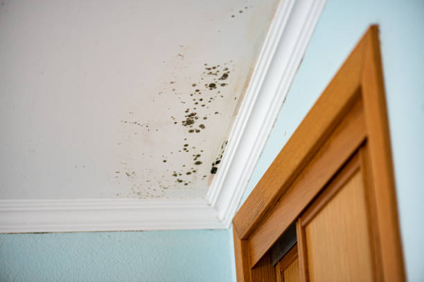 Best Mold Removal Company Near Me  in Rion Center, MA