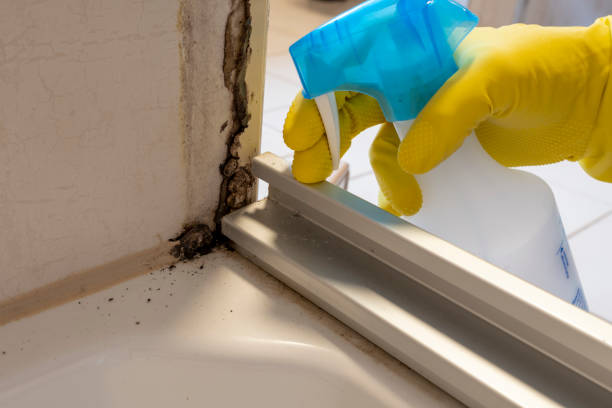 Best Mold Cleaning Services  in Rion Center, MA