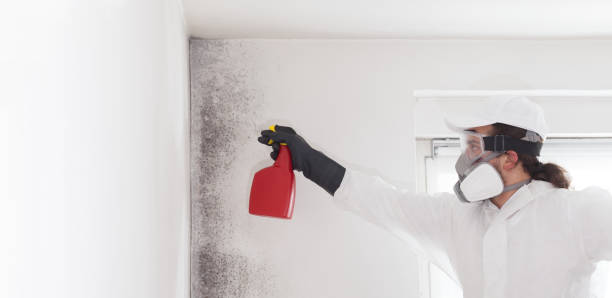 Best Residential Mold Removal  in Rion Center, MA