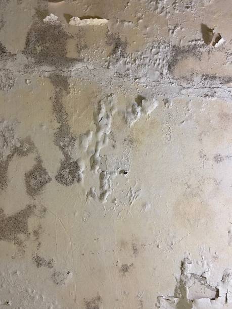 Crawl Space Mold Removal in Marion Center, MA