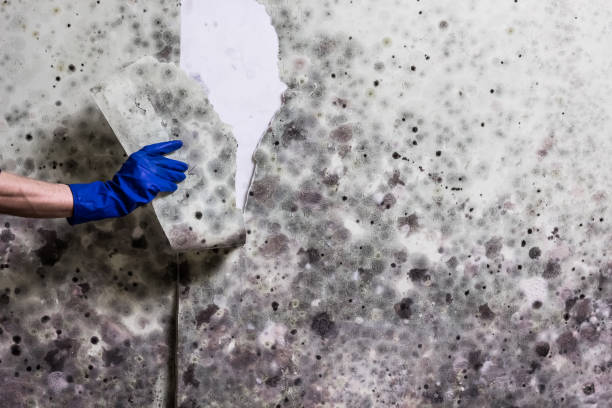 Best Mold Remediation Services  in Rion Center, MA