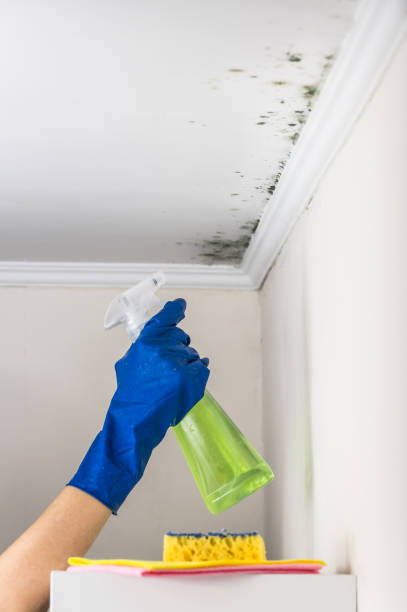 Best Commercial Mold Removal  in Rion Center, MA